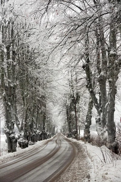 Avenue in snow — Stock Photo, Image