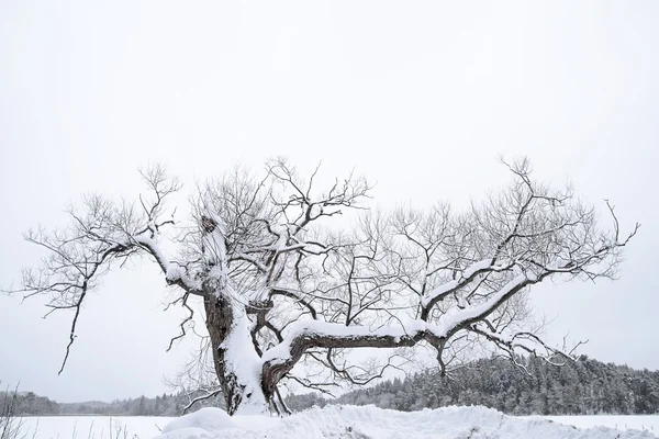 Árvore nua na neve — Fotografia de Stock