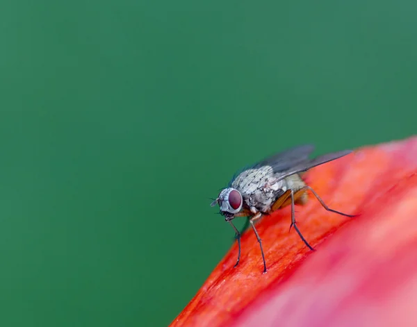 Kırmızı gözlü sinek — Stok fotoğraf