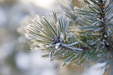 Needles in winter clipart