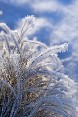 Grass with rime frost clipart