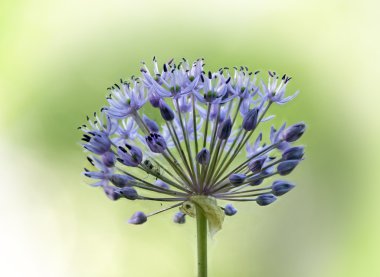 Allium çiçek