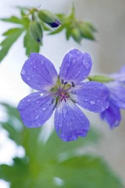 Wood Cranesbill or Woodland Geranium clipart