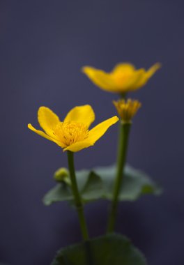 Marsh marigold clipart