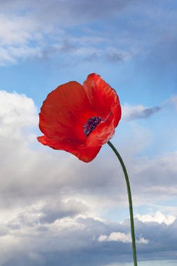 Close up of red poppy flower clipart