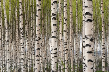 Birch trees clipart