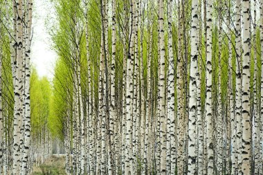 Birch trees in spring clipart