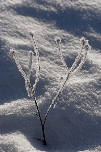 Pflanze mit Frost — Stockfoto