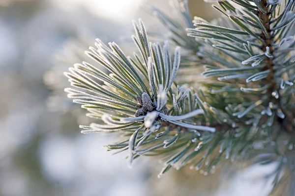 Needles in winter — Stock Photo, Image