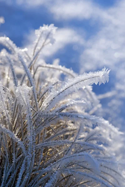 stock image Grass with rime frost