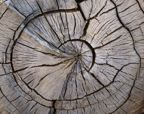 Split ağaç gövdesi — Stok fotoğraf