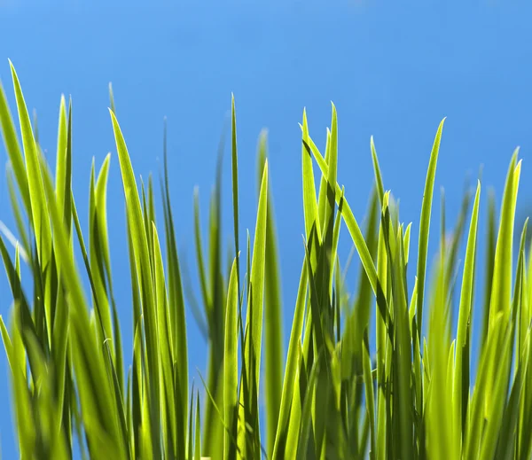 Закрыть свежую зеленую траву — стоковое фото
