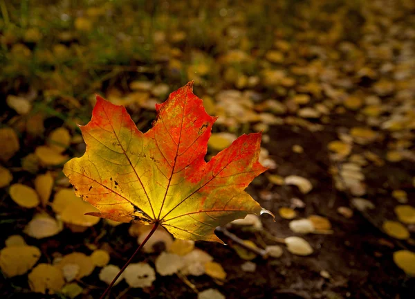 Jesień liść amaple — Zdjęcie stockowe