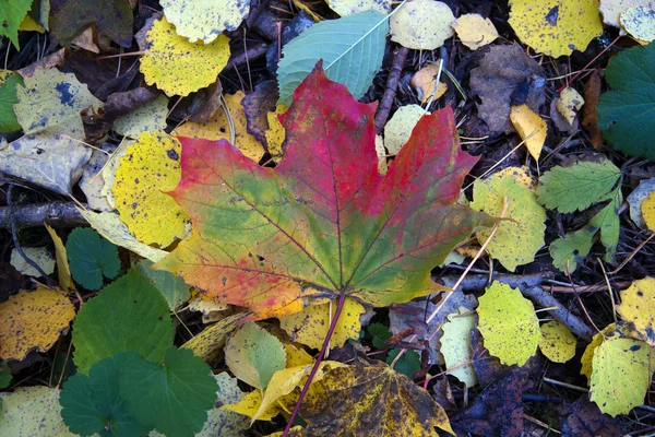 Esdoornblad in herfst — Stockfoto