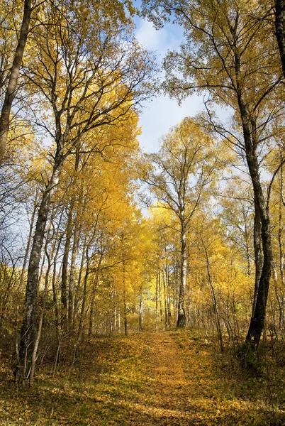 Bäume im Herbst — Stockfoto