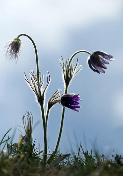 Pasque 꽃 — 스톡 사진