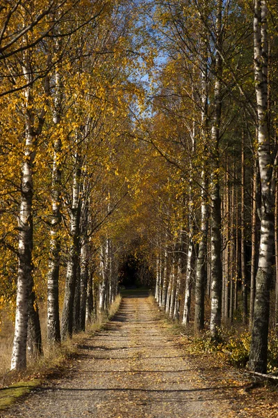Avenue in autumn — Stock Photo, Image