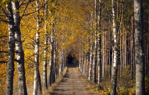 Avenue in autumn — Stock Photo, Image