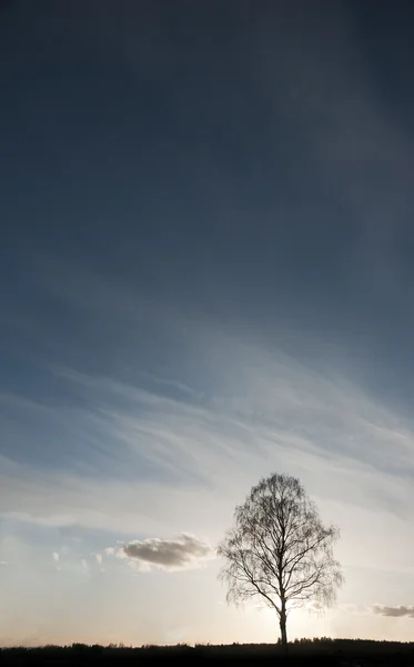 벌 거 벗은 나무의 실루엣 — 스톡 사진