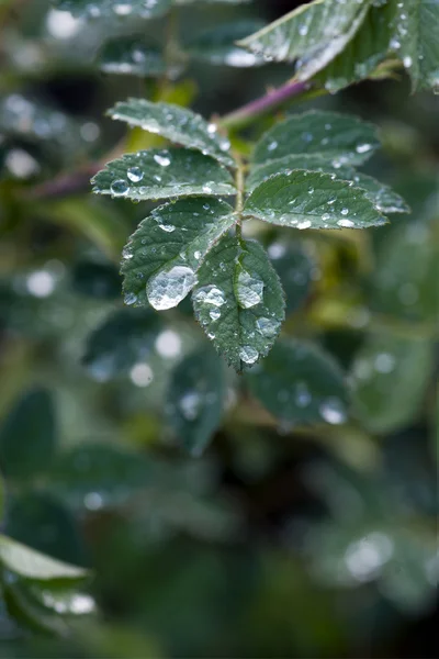Yaprak üzerinde yağmur damlaları — Stok fotoğraf