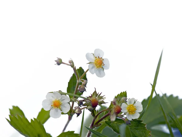 야생 딸기 식물 — 스톡 사진