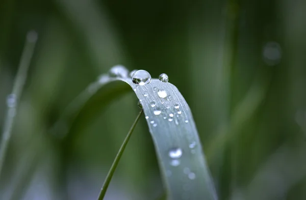 Wet grass — Stock Photo, Image