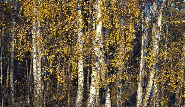 秋の白樺の木 — ストック写真