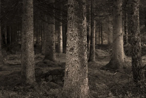 棕褐色森林 — 图库照片