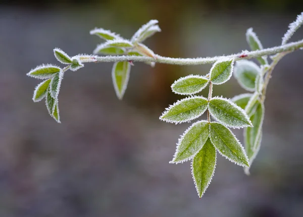 Folha congelada de árvore de Rowan — Fotografia de Stock