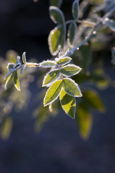 Frozen leaf of rowan tree — Stock Photo, Image