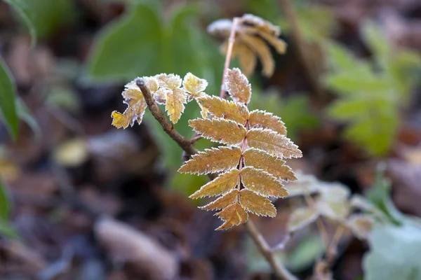 Frozen leaf of rowan tree — Stock Photo, Image