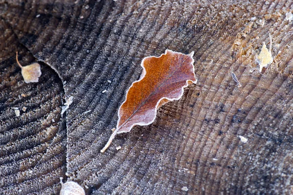 Frozen leaf of lime tree — Stock Photo, Image