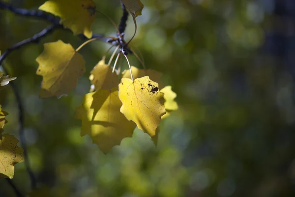 Las hojas de Aspen en otoño —  Fotos de Stock