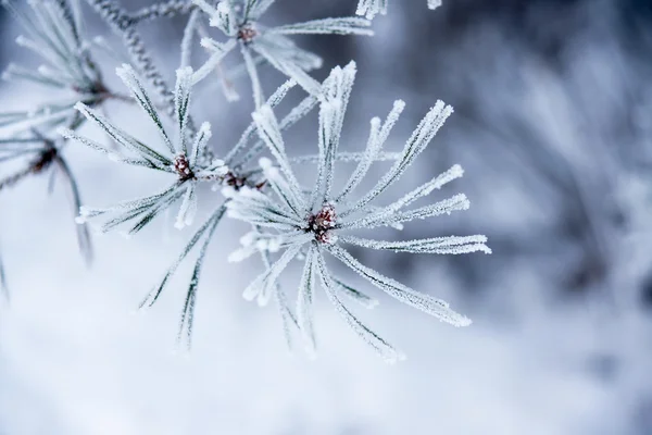 Needles in winter — Stock Photo, Image