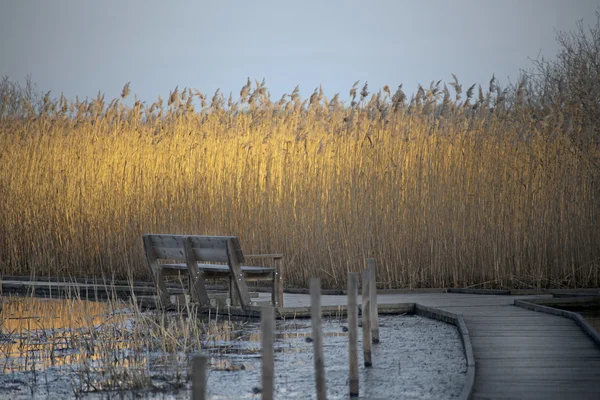 Bench and reeds — Stock Photo, Image