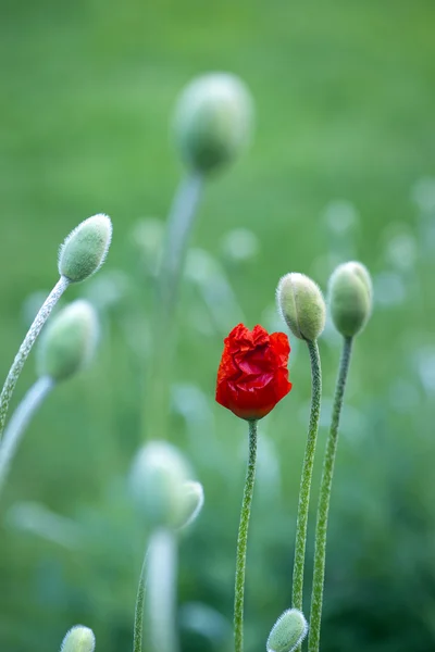 Bunga poppy — Stok Foto