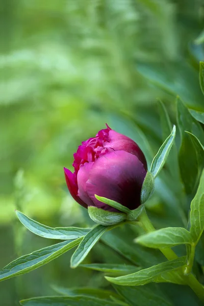 붉은 모란 꽃 봉 오리 — 스톡 사진