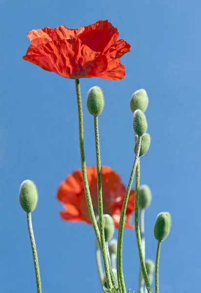 ดอกป๊อปปี้แดง — ภาพถ่ายสต็อก