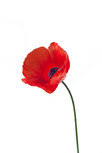 Zbliżenie czerwonego maku kwiat — Zdjęcie stockowe