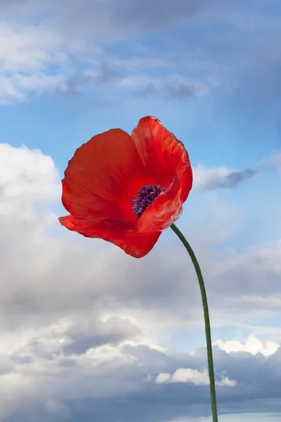 Zbliżenie czerwonego maku kwiat — Zdjęcie stockowe