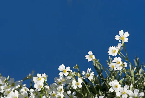 Weiße Blumen am blauen Himmel — Stockfoto