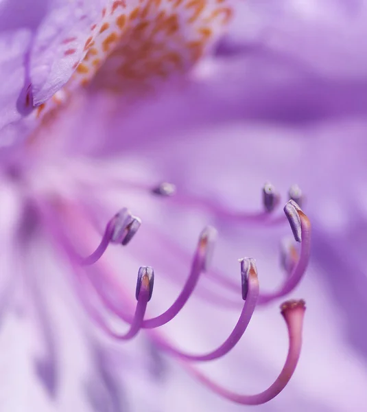 Rhododendron close-up — Stockfoto