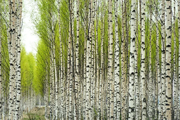 İlkbaharda huş ağaçları — Stok fotoğraf