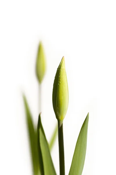 Tulipe bourgeon — Photo