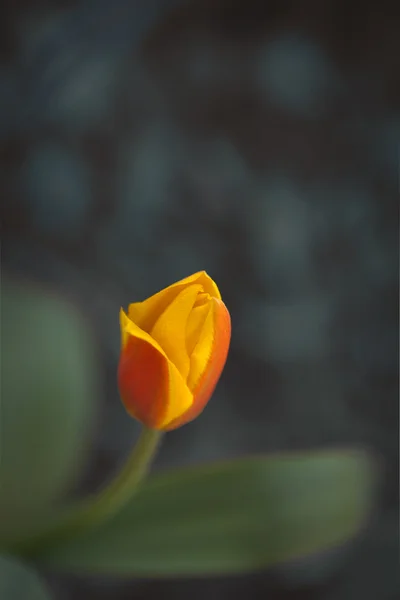Röd och gul tulpan — Stockfoto