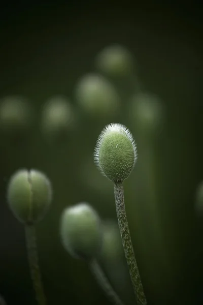 罂粟花蕾 — 图库照片