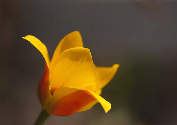 Красный и желтый тюльпан — стоковое фото