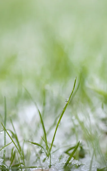 Grass in snow — Stock Photo, Image