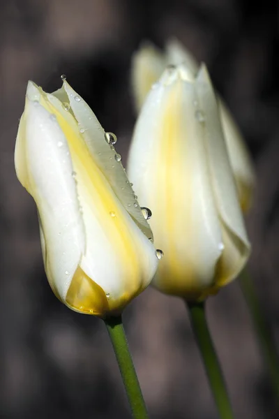 Tulipany po deszczu — Zdjęcie stockowe