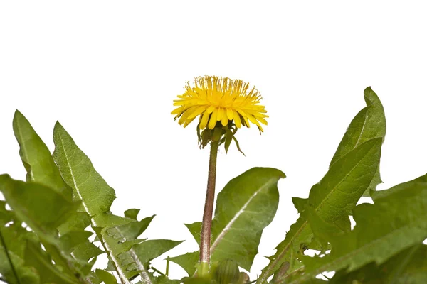 Dandelion isolated on white — Stock Photo, Image